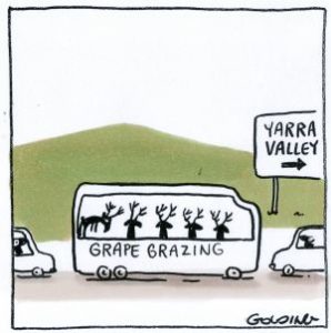 grape-grazing-yarra-valley