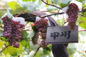 Koshu Grapes